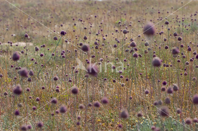 Allium sphaerocephalon