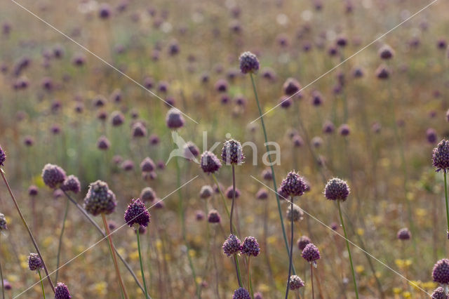 Allium sphaerocephalon