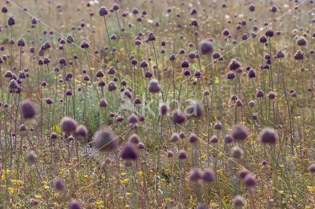 Allium sphaerocephalon