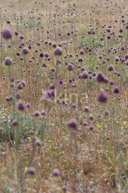 Allium sphaerocephalon