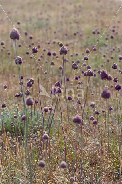 Allium sphaerocephalon