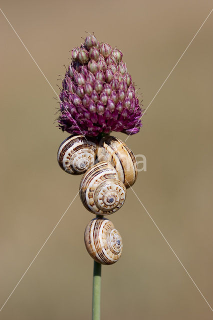 Allium sphaerocephalon