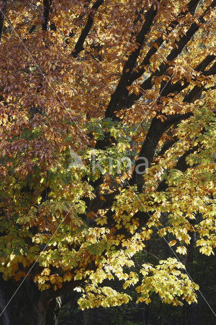 Red Oak (Quercus rubra)