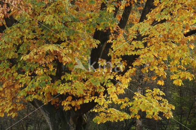Red Oak (Quercus rubra)