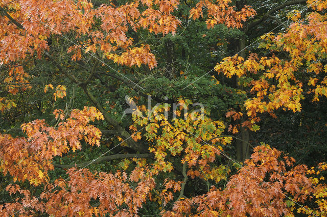 Red Oak (Quercus rubra)