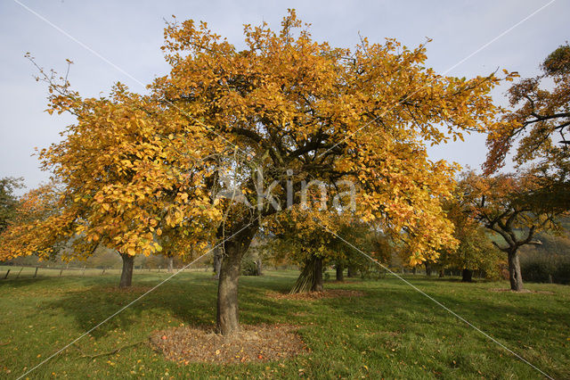 Apple (Malus domesticus)