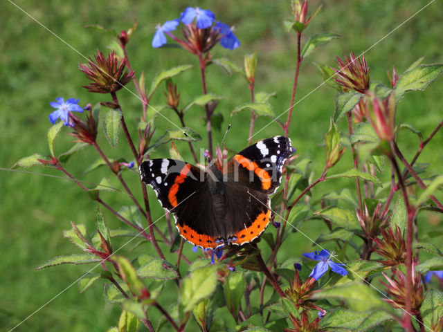 Red Admiral (Vanessa atalanta)