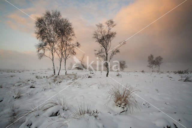 Birch (Betula)