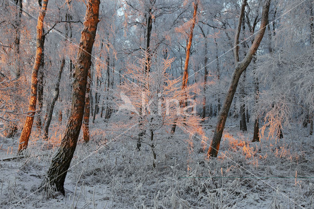 Berk (Betula)