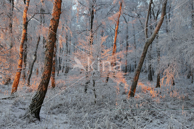 Birch (Betula)