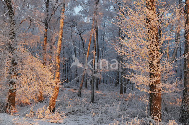 Birch (Betula)