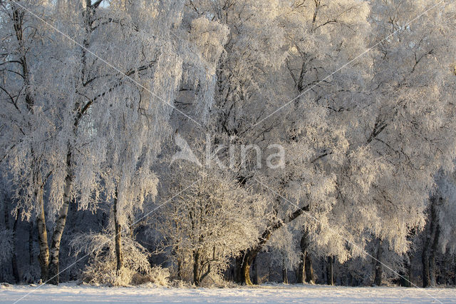 Berk (Betula)