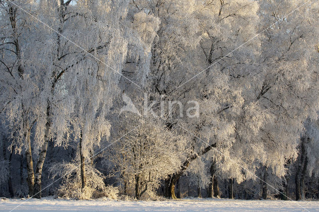 Birch (Betula)