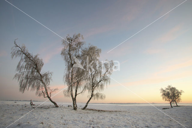 Birch (Betula)