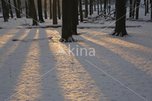 Beech (Fagus spec.)