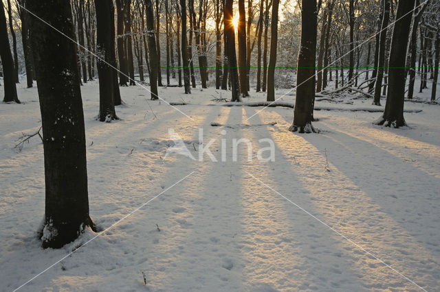 Beech (Fagus spec.)