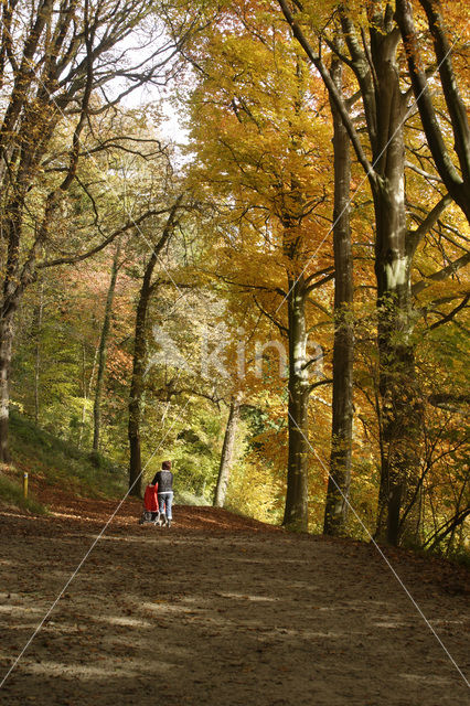 Beuk (Fagus sylvatica)