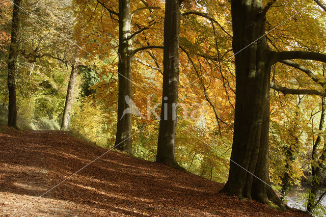 Beuk (Fagus sylvatica)