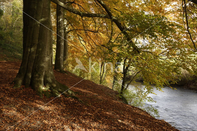 Beech (Fagus sylvatica)