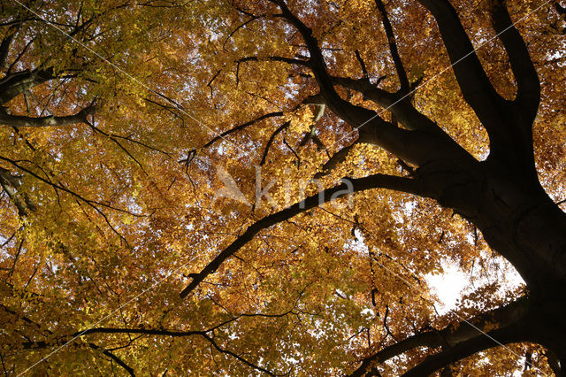 Beuk (Fagus sylvatica)