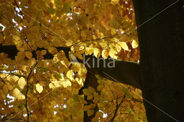 Beech (Fagus sylvatica)