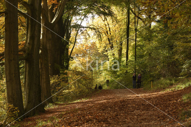 Beuk (Fagus sylvatica)