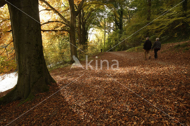 Beuk (Fagus sylvatica)