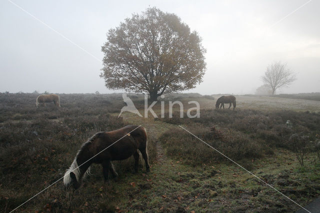 Beuk (Fagus spec.)