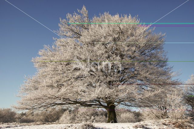 Beech (Fagus sylvatica)