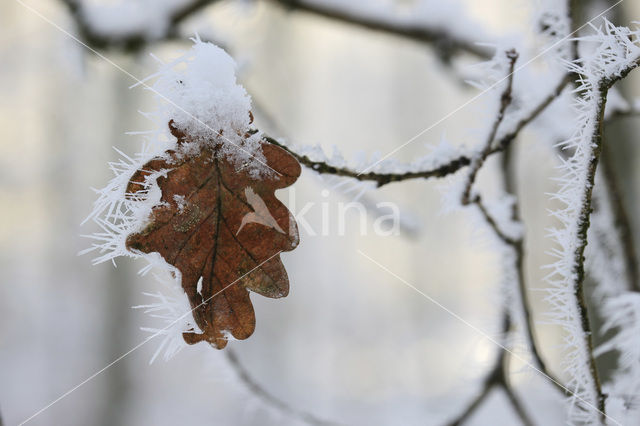 Beuk (Fagus sylvatica)