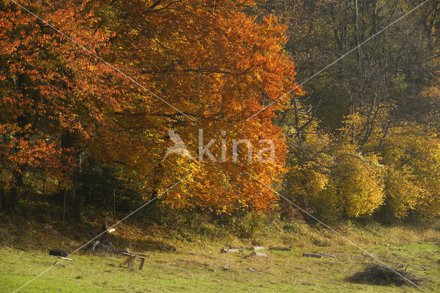 Beech (Fagus sylvatica)