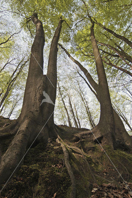 Beuk (Fagus spec.)