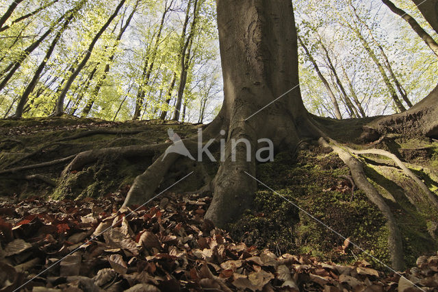 Beuk (Fagus spec.)