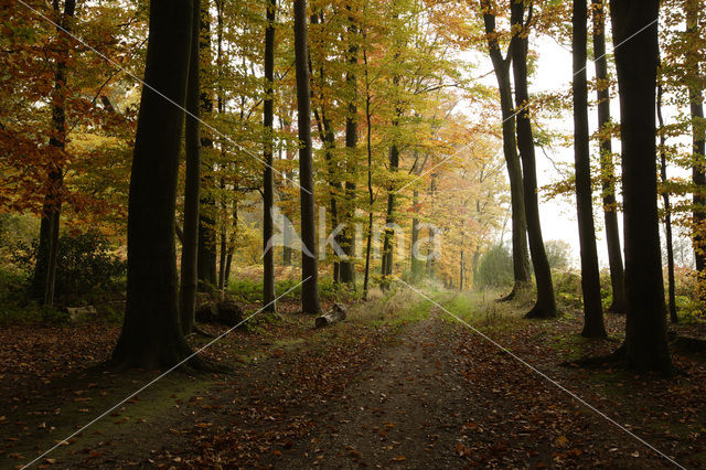 Beuk (Fagus sylvatica)