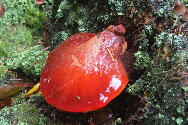 Biefstukzwam (Fistulina hepatica)