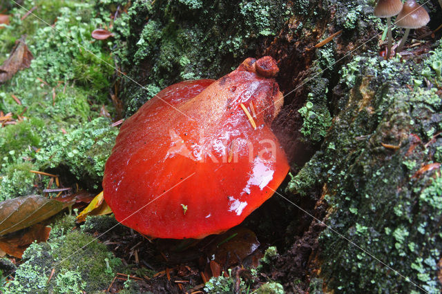 Biefstukzwam (Fistulina hepatica)