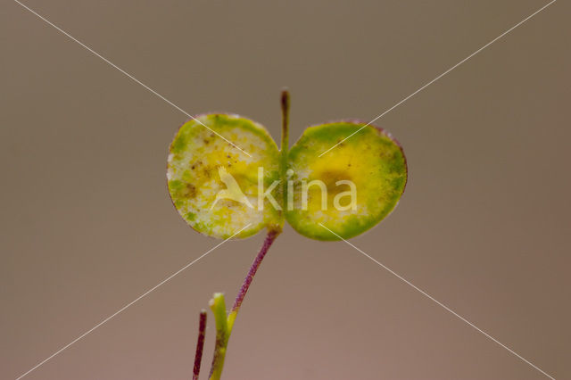 Biscutella guillonii