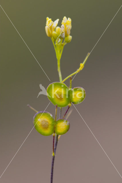 Biscutella guillonii