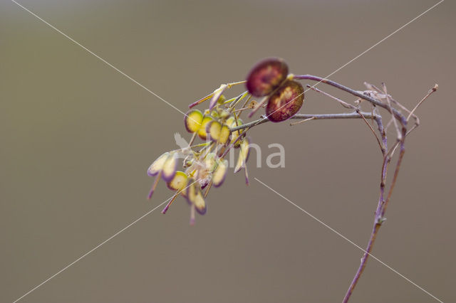Biscutella guillonii