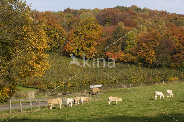 Blonde d'Aquitaine cow (Bos Domesticus)