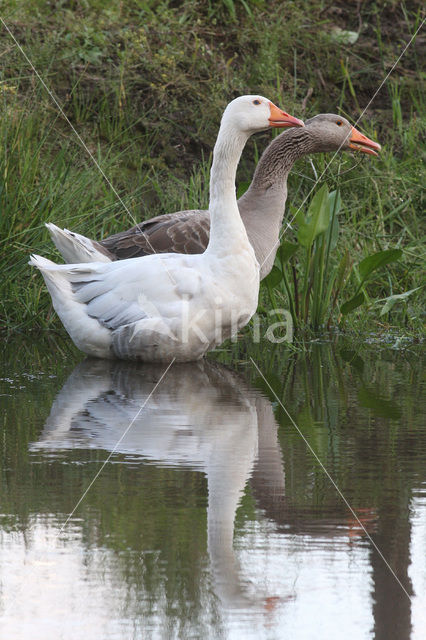 goose (Anser spec.)