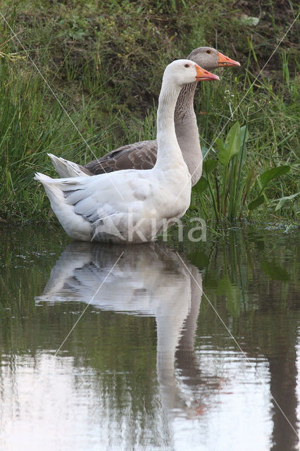 goose (Anser spec.)