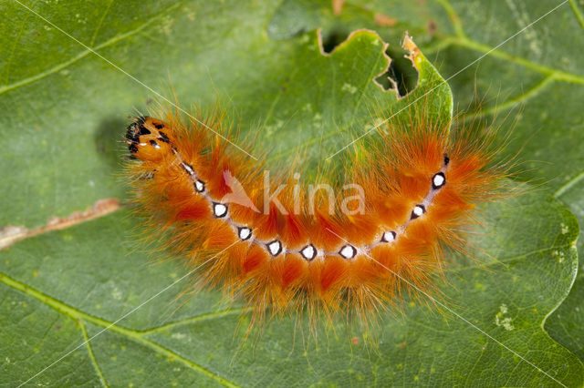 Bont schaapje (Acronicta aceris)