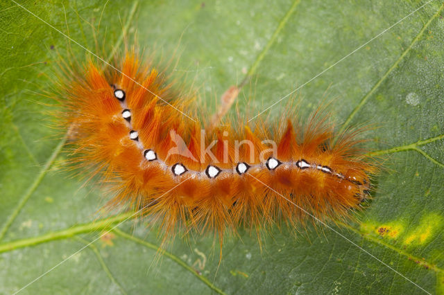 The Sycamore (Acronicta aceris)