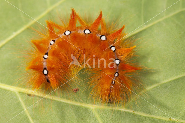 The Sycamore (Acronicta aceris)