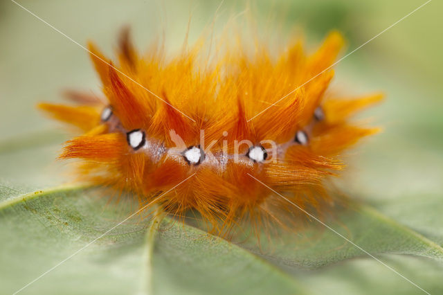 Bont schaapje (Acronicta aceris)