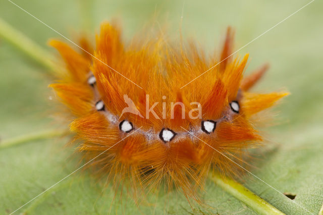 The Sycamore (Acronicta aceris)