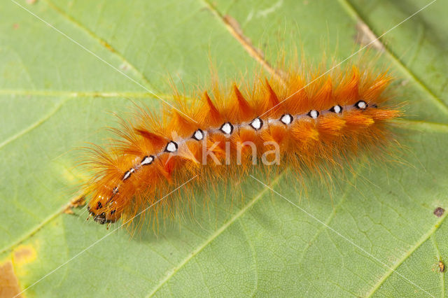 The Sycamore (Acronicta aceris)
