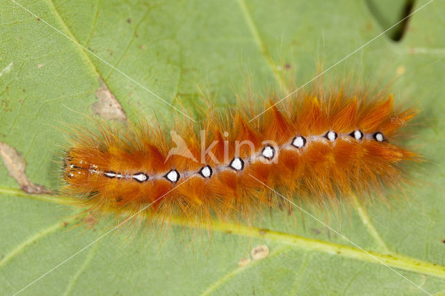 Bont schaapje (Acronicta aceris)