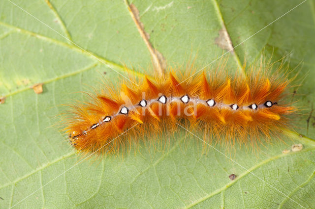 Bont schaapje (Acronicta aceris)